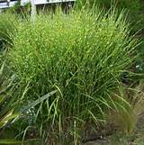 Landscaping Grasses Photos