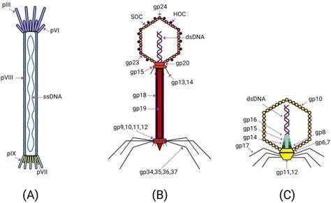 Ijms Free Full Text Bacteriophage Mediated Cancer Gene Therapy