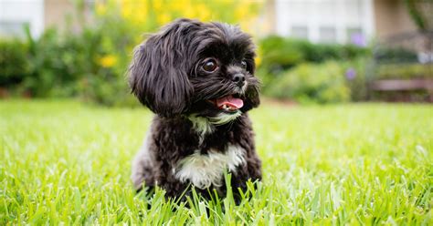 Generally speaking, it's a good idea to get mortgage prequalification as soon as you engage with a real estate agent and start shopping for properties. What Type Of Dog Should I Get? - Quiz - Quizony.com