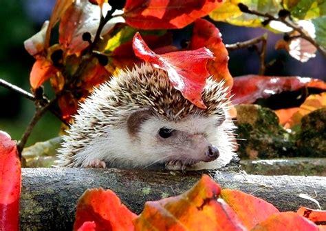 Hedgehog Full Hd Wallpaper And Background Image