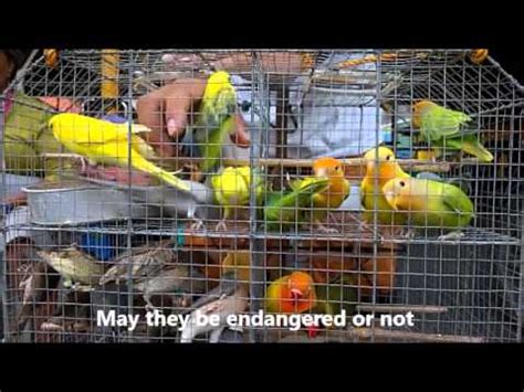 Buy your next bird from petsplease.com.au. Pet Birds for Sale - YouTube