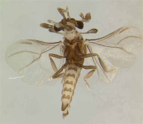 Strepsiptera Halictophagus Bugguidenet