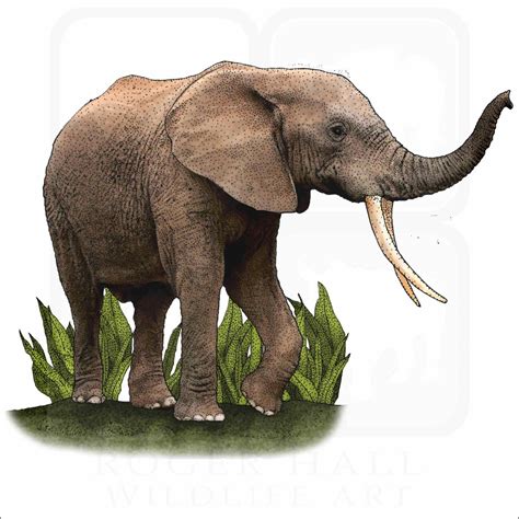 Stock Art Drawing Of An African Forest Elephant Inkart
