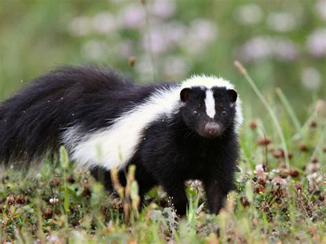 Fun Facts About Skunks Hot Nude