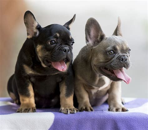 Pet price $4500 looking to add a new stud $6500 ready now fully vaccinated phone calls only 0401275570 will not. For Sale SHORTY black and tan boy at/a, D/d CUBA blue ...