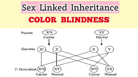 Sex Linked Inheritance Color Blindness Youtube