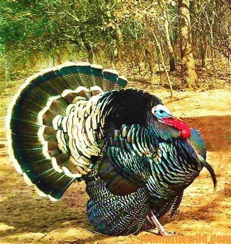 Eastern And Osceola Turkeys Versus Western Turkeys Differences In