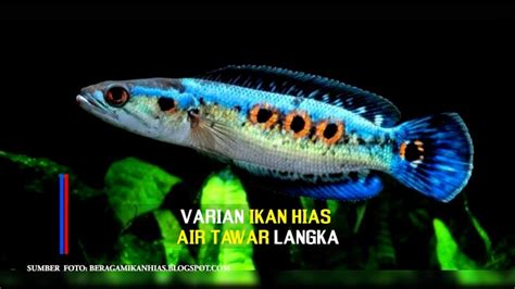 Topik Varian Ikan Hias Air Tawar Langka Bandung TV