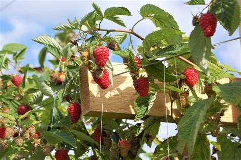 Growing Raspberries in Your Backyard | The garden!