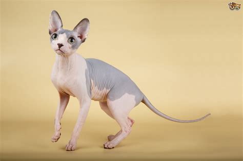 Sphynx Cat Breed Facts Highlights And Buying Advice Pets4homes