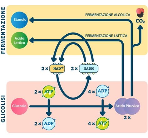 Glucosio Metabolismo Funzioni Glicolisi E Ciclo Di Krebs