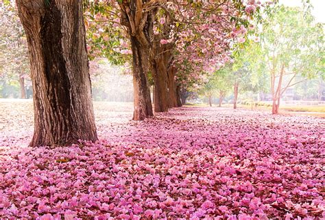 Hd Wallpaper Pink Flower Petals Trees Flowers Nature Park Sakura