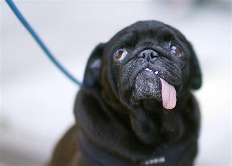 17 Reasons Your Pug Is So Over You Barkpost