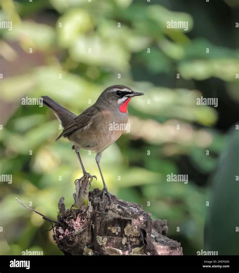Siberian Rubythroat Is A Ground Loving Songbird Of Asia They Primarily