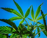 Pictures of Hawaii Medical Marijuana Laws