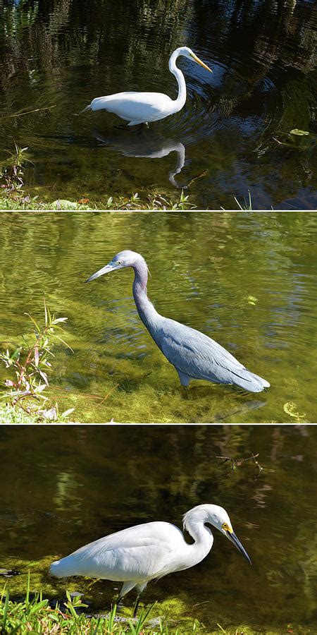 Florida Wading Birds Triptych Photograph By William Tasker Fine Art