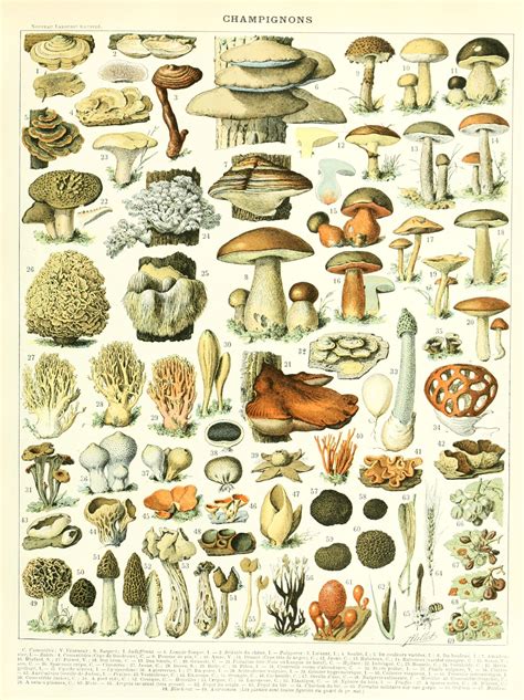 Illustrations C1898 Antique Prints Stuffed Mushrooms Mushroom Art