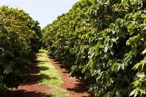 File Coffee Plantation Kauaʻi 59  Wikimedia Commons