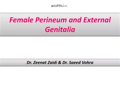 Ppt Female Perineum And External Genitalia Powerpoint Presentation