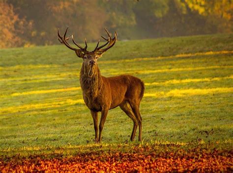 Be Deer Aware When Driving This Autumn