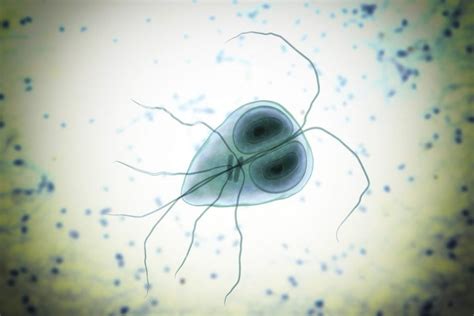 Facts About Giardiasis Facty Health