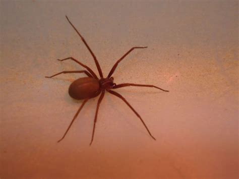 Mesmo que a aranha não pareça as citadas acima, procure um. Características da Aranha Marrom: Picada e Veneno | Portal ...