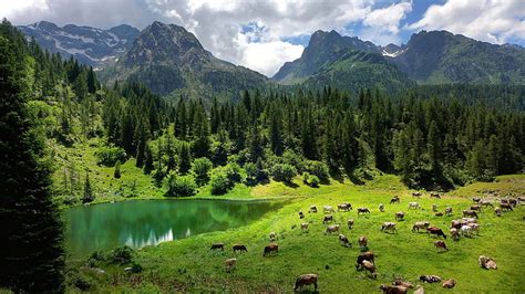 Hd Wallpaper Lake Mountains Forest Greens Birch Spring Tundra