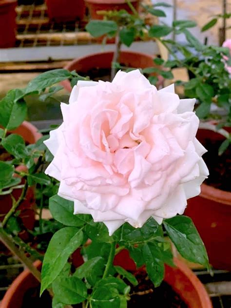 Moko Moko Rose Rose Plants • Teo Joo Guan