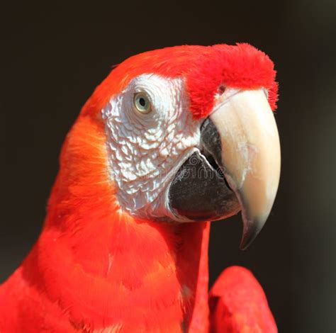 Red Parrot Picture Image 86218611