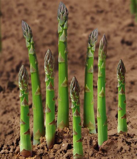 If you love cooking with asparagus officinalis, then this vegetable is definitely one you want to grow in your vegetable garden. Planting Asparagus Crowns White/purple/green Asparagus ...