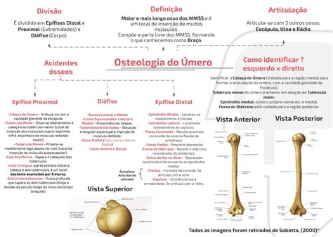 Mapa Mental Osteologia Do Úmero Anatocast