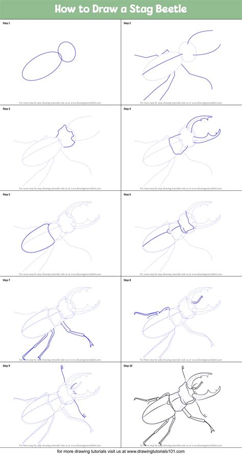 How To Draw A Stag Beetle Step By Step Drawing Tutori