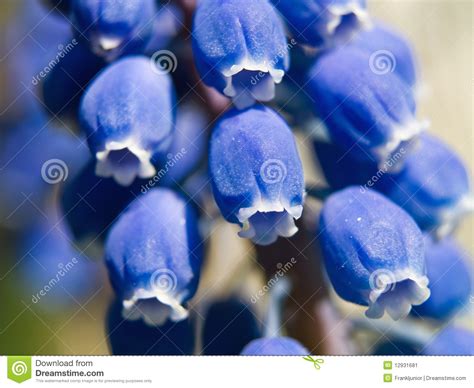 Tiny Blue Bell Flowers Macro Stock Image Image Of Holiday Birthday