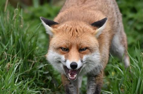 Can Foxes Kill Dogs