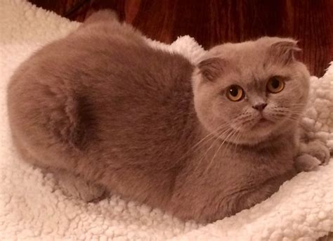 Scottish Fold Named Rosie So Sweet She Is Lilac