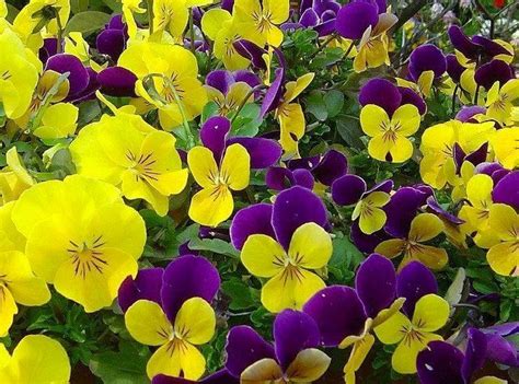 Pansies Pansies Pretty Flowers Flowers