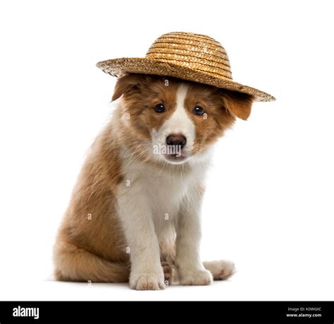 Border Collie Puppy Wearing A Straw Hat Stock Photo Alamy