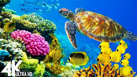 3 Hours Of 4k Underwater Wonders Relaxing Music Coral Reefs