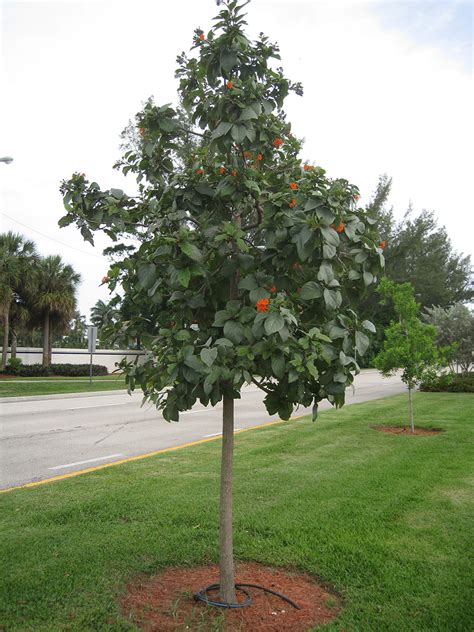 Florida Native Plants And Trees Sustainscape Nursery And Urban Farm