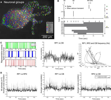 Non Overlapping Neural Networks In Hydra Vulgaris Current Biology