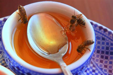 How To Make A Homemade Bee And Wasp Trap Kill Or No Kill Macgyverisms