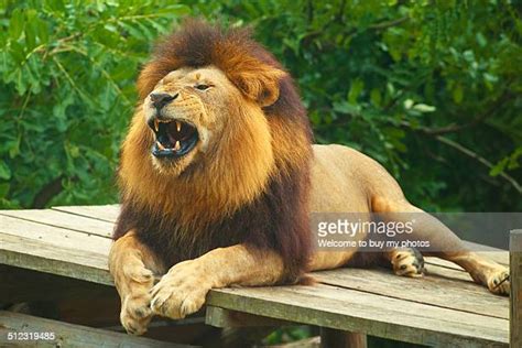 60点のライオン 全身の画像／写真／イメージ Getty Images