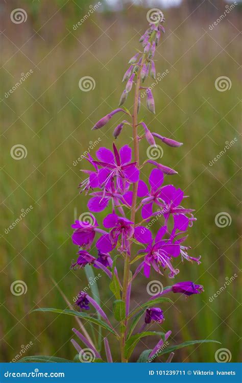 Chamaenerion Angustifolium Purple Flowers Fireweed Plant Medical Tea