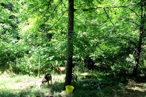 Are the battery or solar ones effective for goats? The Complete Guide to Electric Fence for Goats