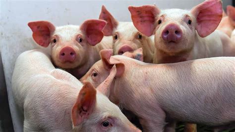 Pigs On The Farm Canadian Food Focus