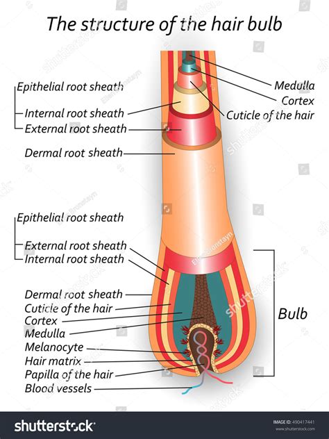 Structure Hair Bulb Anatomical Training Poster Stock Vector 490417441