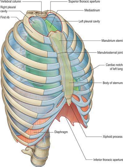Thorax Overview And Surface Anatomy Basicmedical Key Anatomia