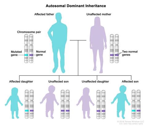 Definition of the english word 'dominant', american and british pronunciation, transcription the dominant male gorilla is the largest in the group. Definition of autosomal dominant inheritance - NCI Dictionary of Cancer Terms - National Cancer ...