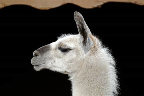 730 Llama Side View Stock Photos Pictures And Royalty Free Images Istock