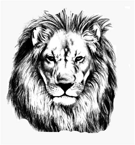 Lion Face Drawings How To Draw A Lion Face Step By Step Easy Youtube